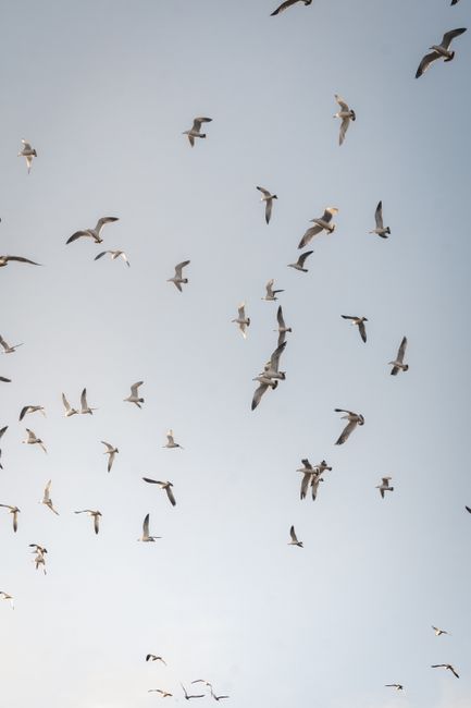 A flock of seagulls gracefully flying in the clear Primorsky Krai sky, showcasing nature's beauty.