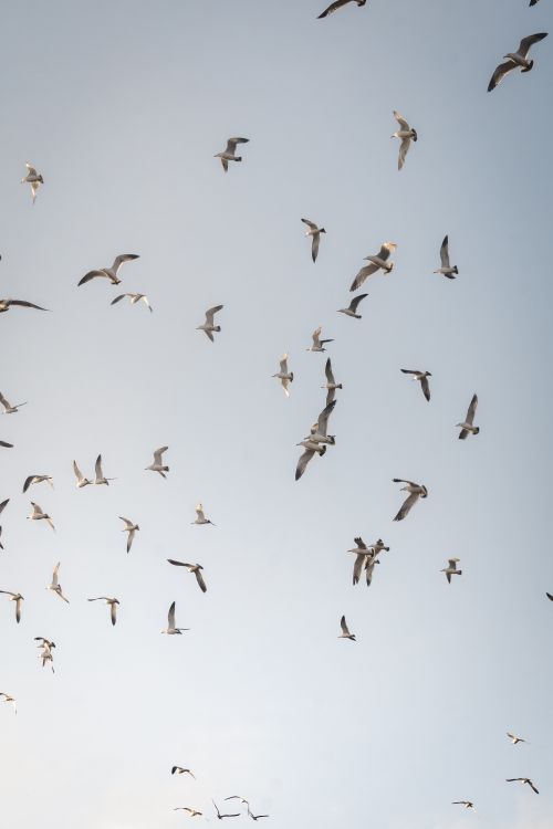 Flying Flock of Birds · Free Stock Photo