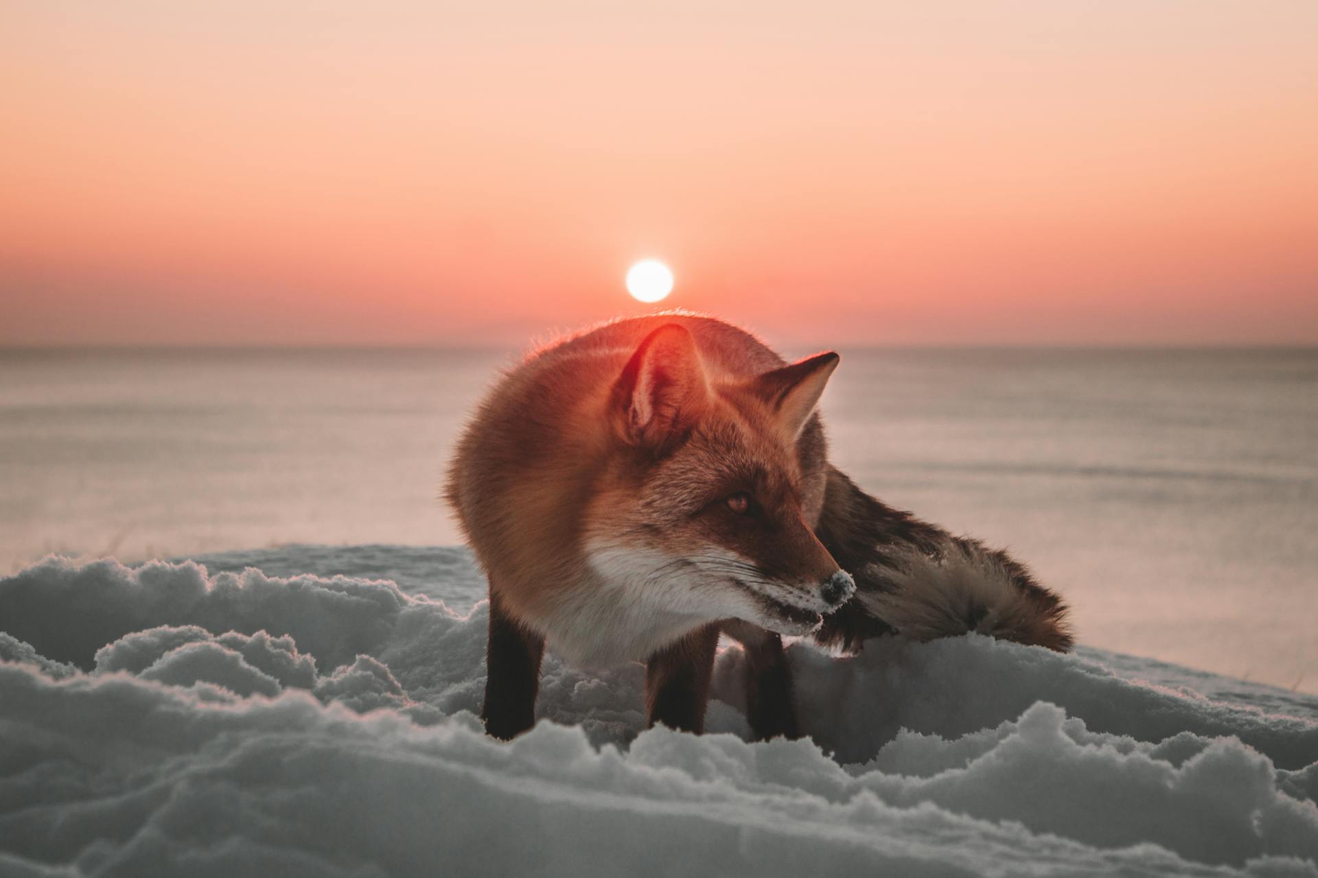 Close-Up Shot of Sakhalin Fox on Snow-Covered Ground during Sunset
