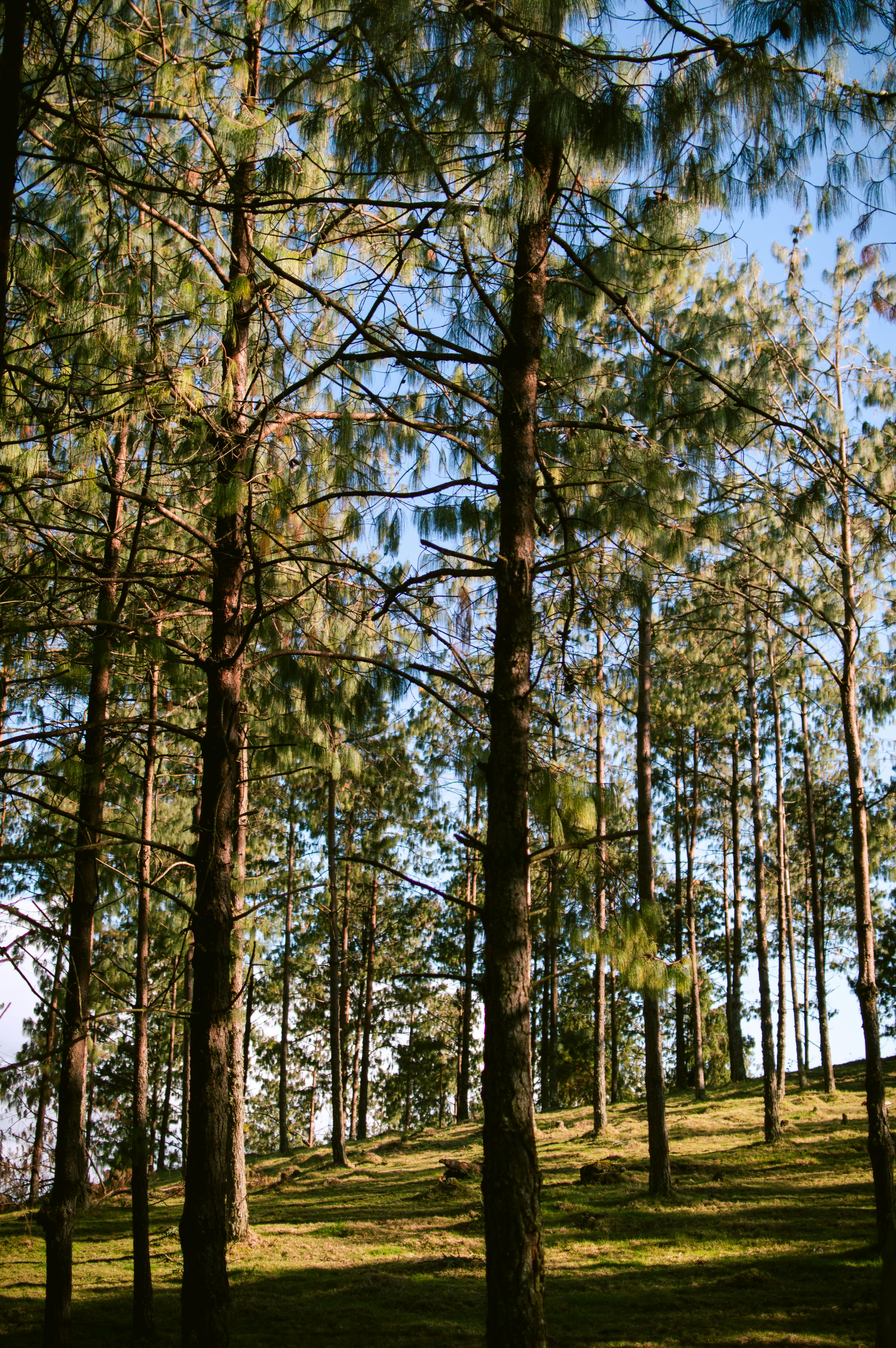 Serene pine forest landscape in Veracruz, Mexico, capturing nature's beauty under blue skies.