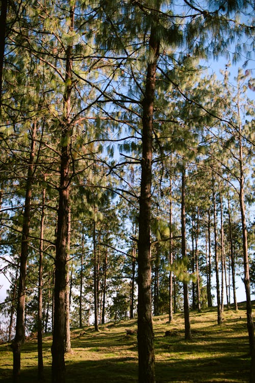 grátis Foto profissional grátis de árvores, beleza natural, cênico Foto profissional