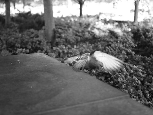 Free In flight  Stock Photo