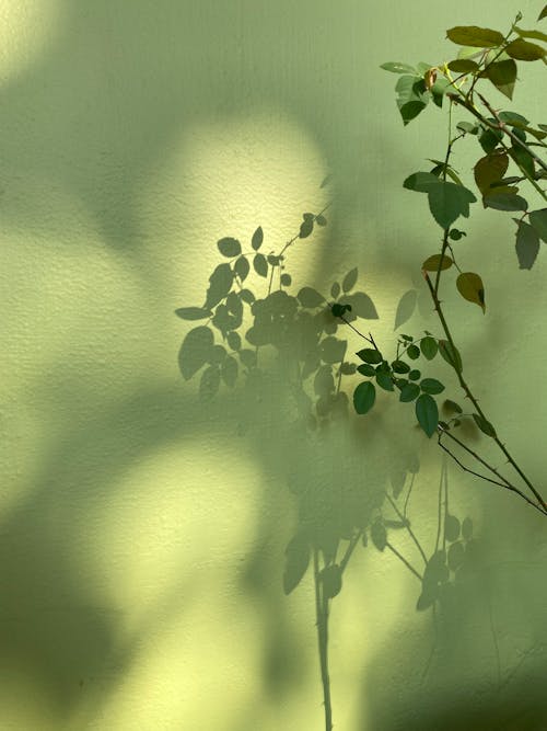 光與影, 垂直拍摄, 樹葉 的 免费素材图片