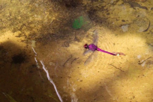 Panning Photography of Pink Darner Dragonfly on Ground