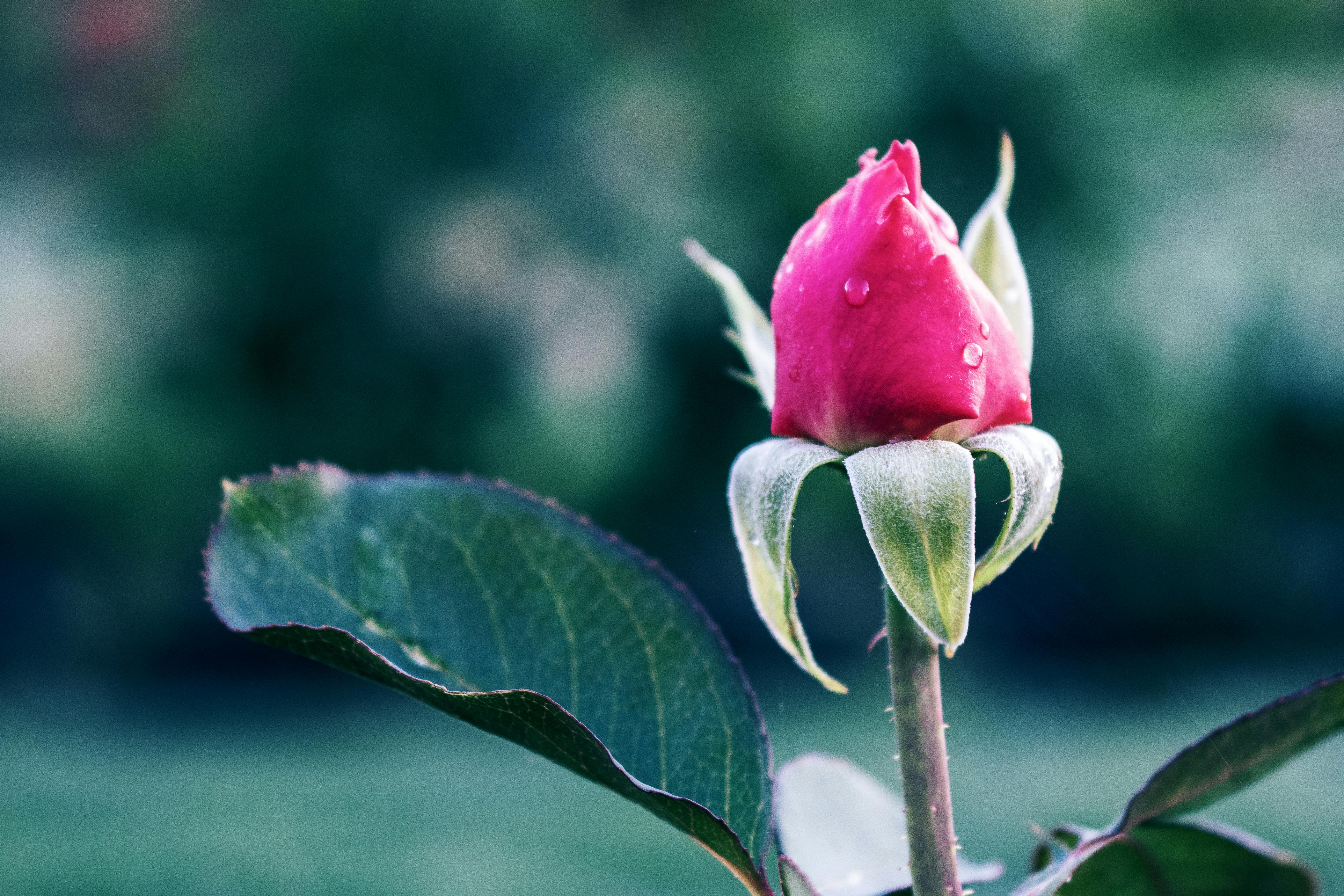 Foto de stock gratuita sobre capullo de rosa, crecimiento, flor