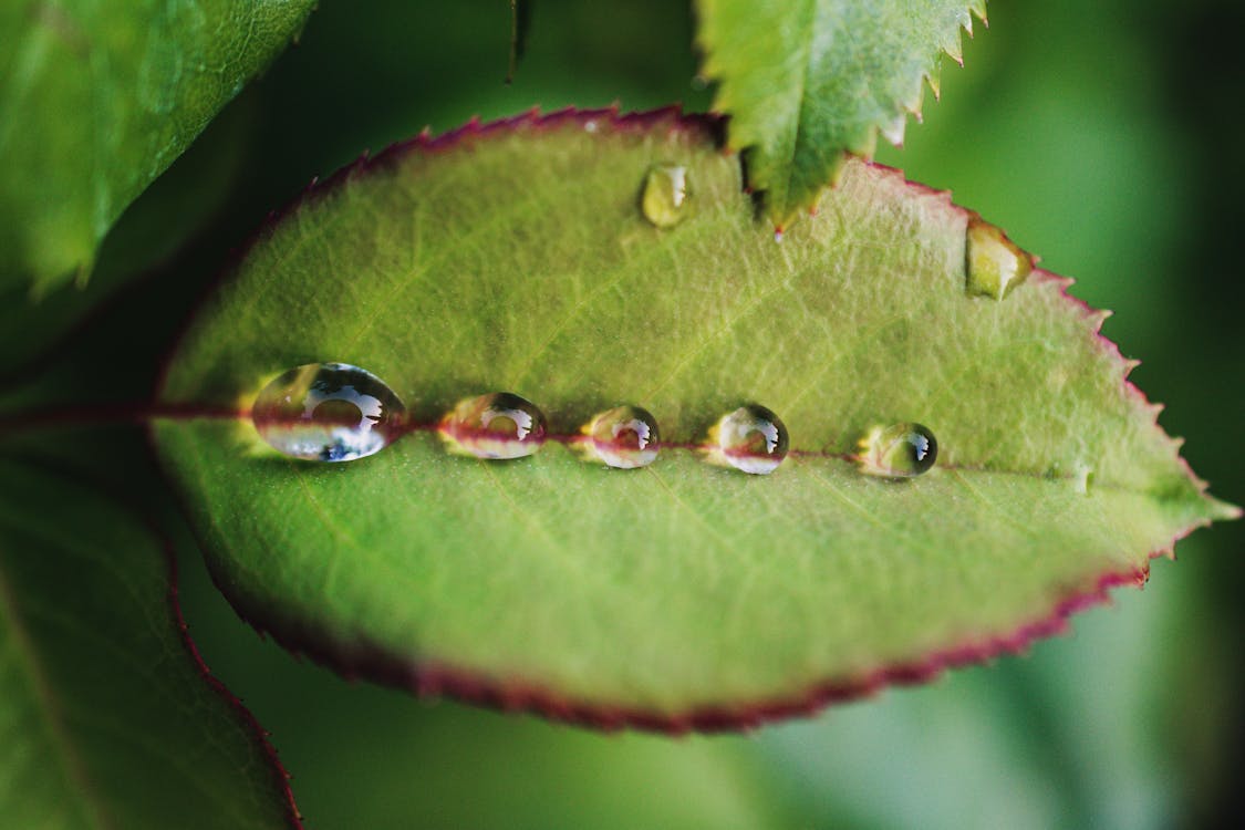 Five Dew Drops on Green Leaf
