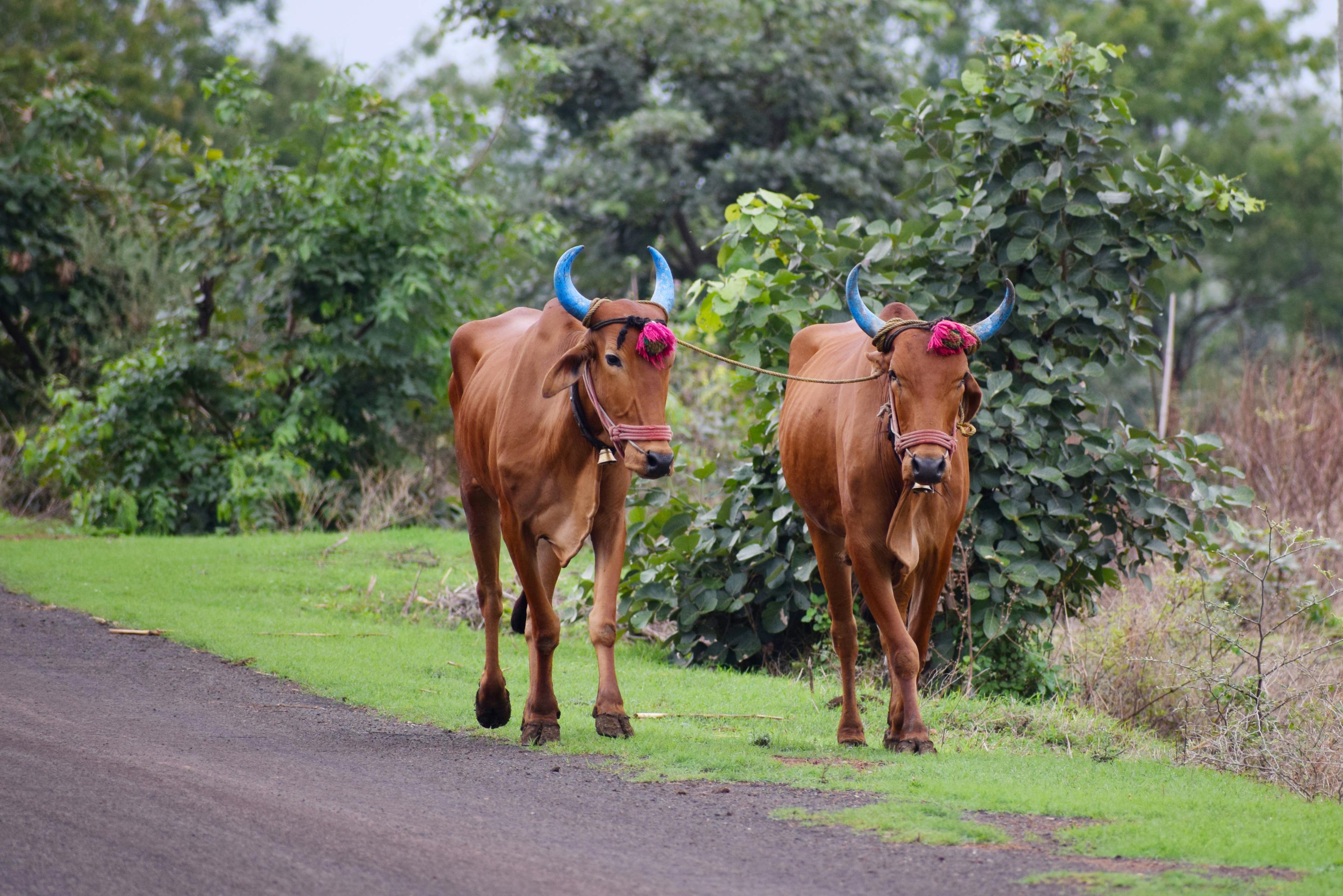 Gratuit Photos gratuites de agriculture, agriculture traditionnelle, animaux de compagnie Photos