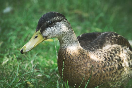 A detailed close-up of a mallard duck resting on lush green grass, highlighting its brown feathers.