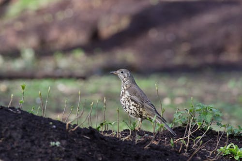 Gratis stockfoto met aarde, aviaire, beest