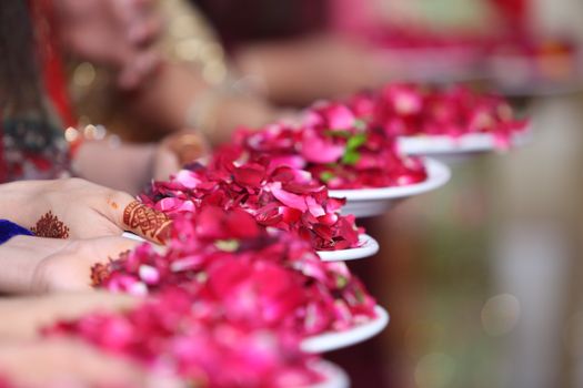 Colorful plates of red flower petals held in hands, perfect for festive occasions.