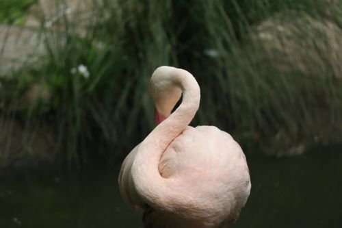 Free Close-up of a greater flamingo with a blurred background in England. Stock Photo