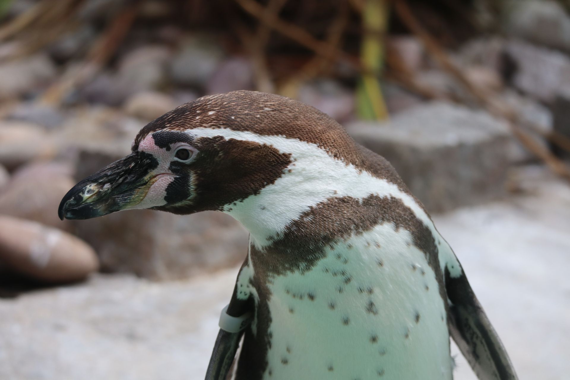 An intimate close-up of a Humboldt Penguin showcasing its unique markings.