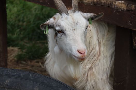 White Goat in Close Up Photography