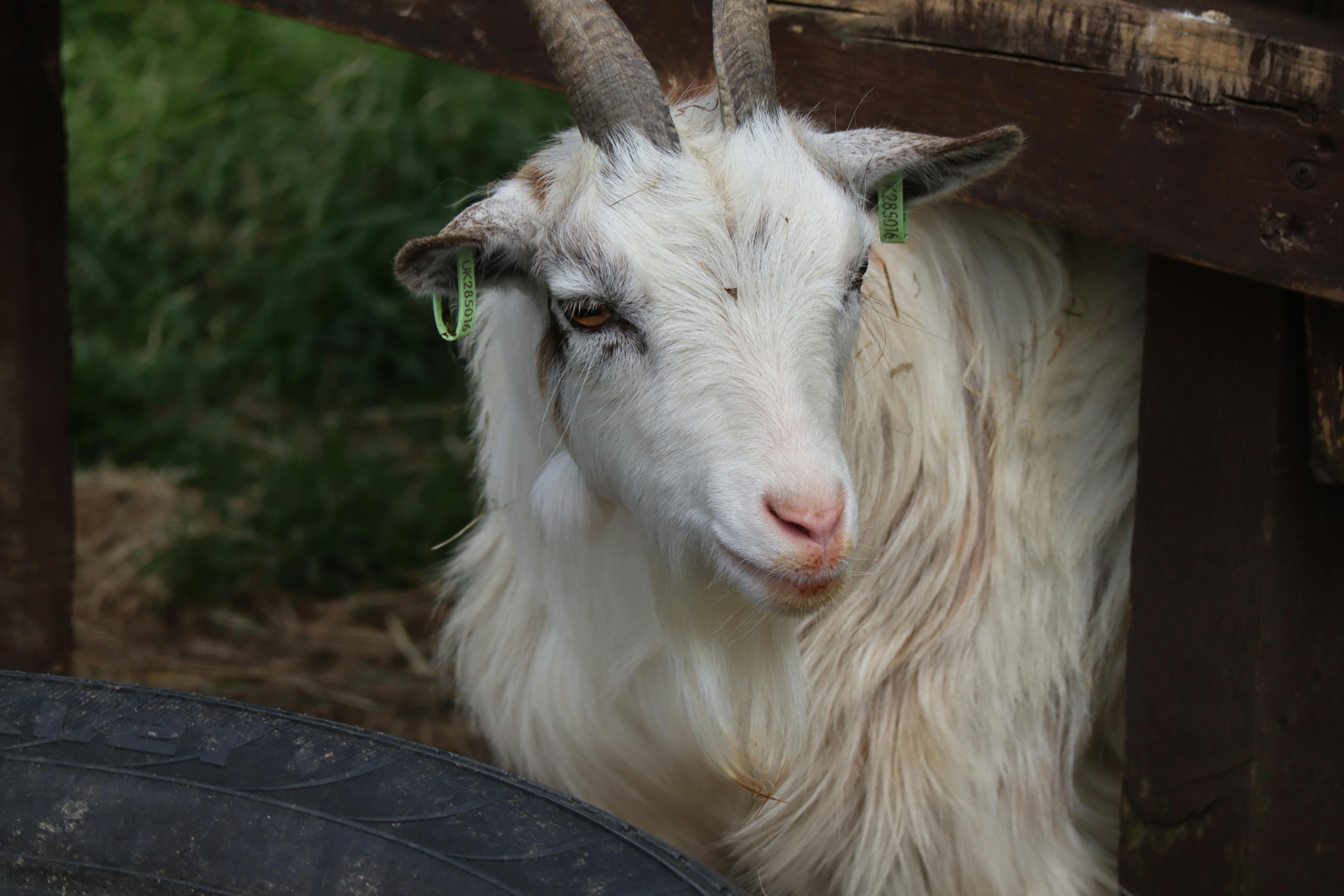 Gray Scale Photo of Goat · Free Stock Photo