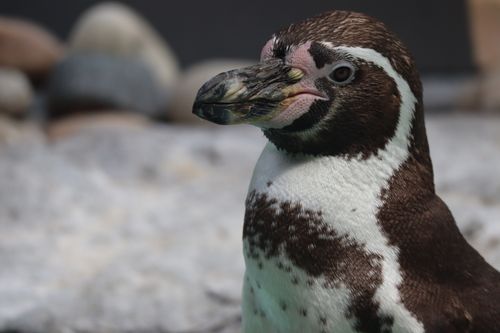 Free Detailed portrait of a Humboldt penguin with blurred rocky background in England. Stock Photo