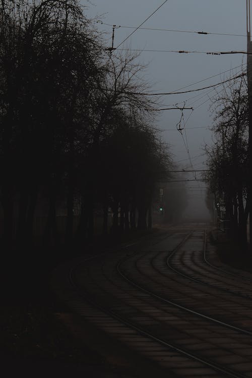 Silhouette of Leafless Trees on Foggy Street