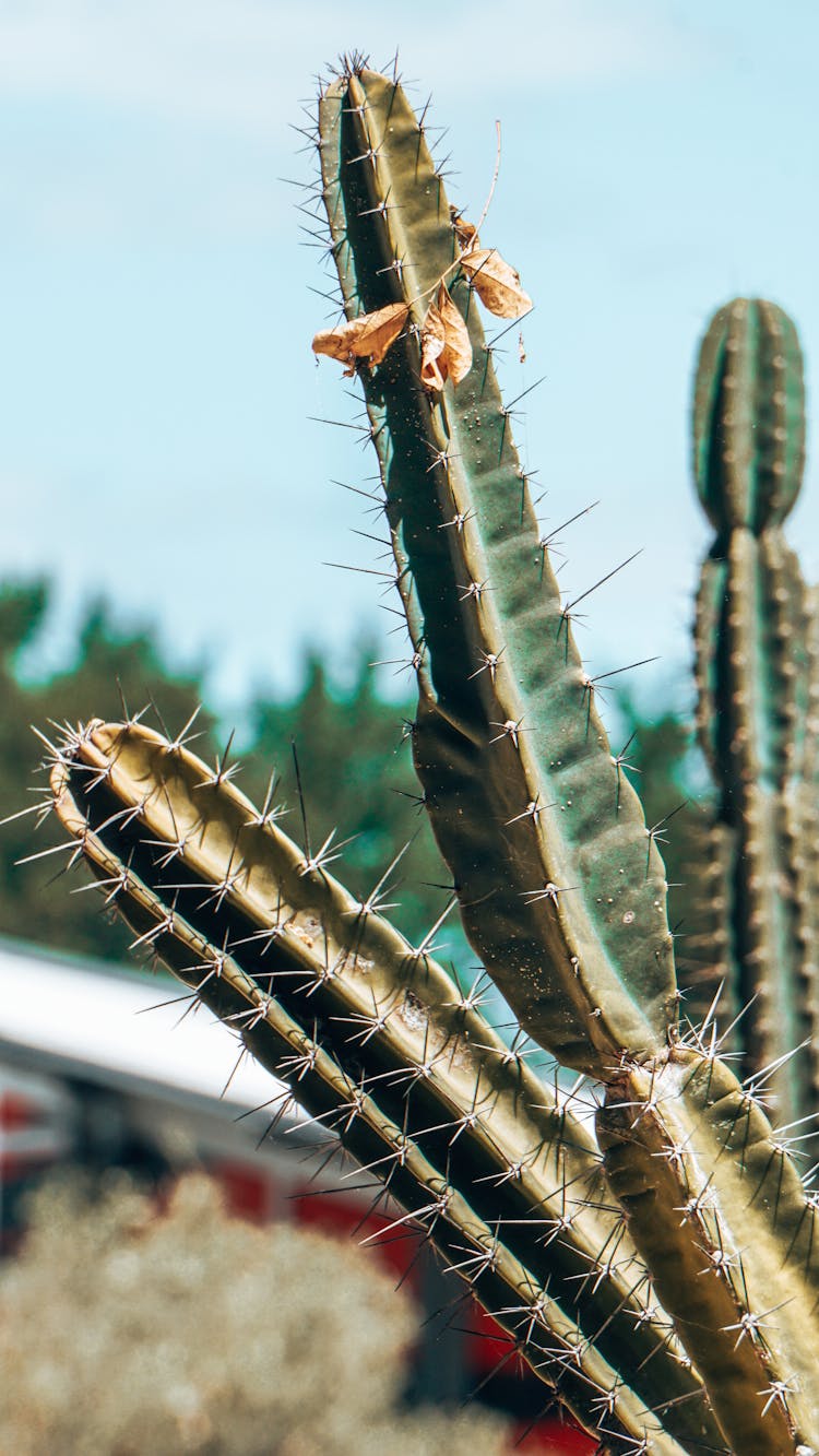 Close-Up Shot Of Cereus Jamacaru 
