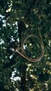 Gold Round Mirror on Tree