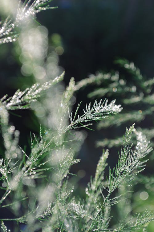 Dewdrops on Leaves