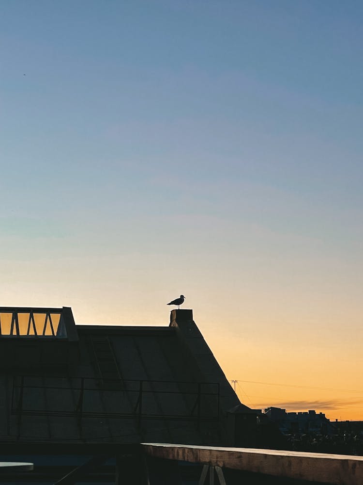 Silhouette Of A Bird Perched On Building Roof