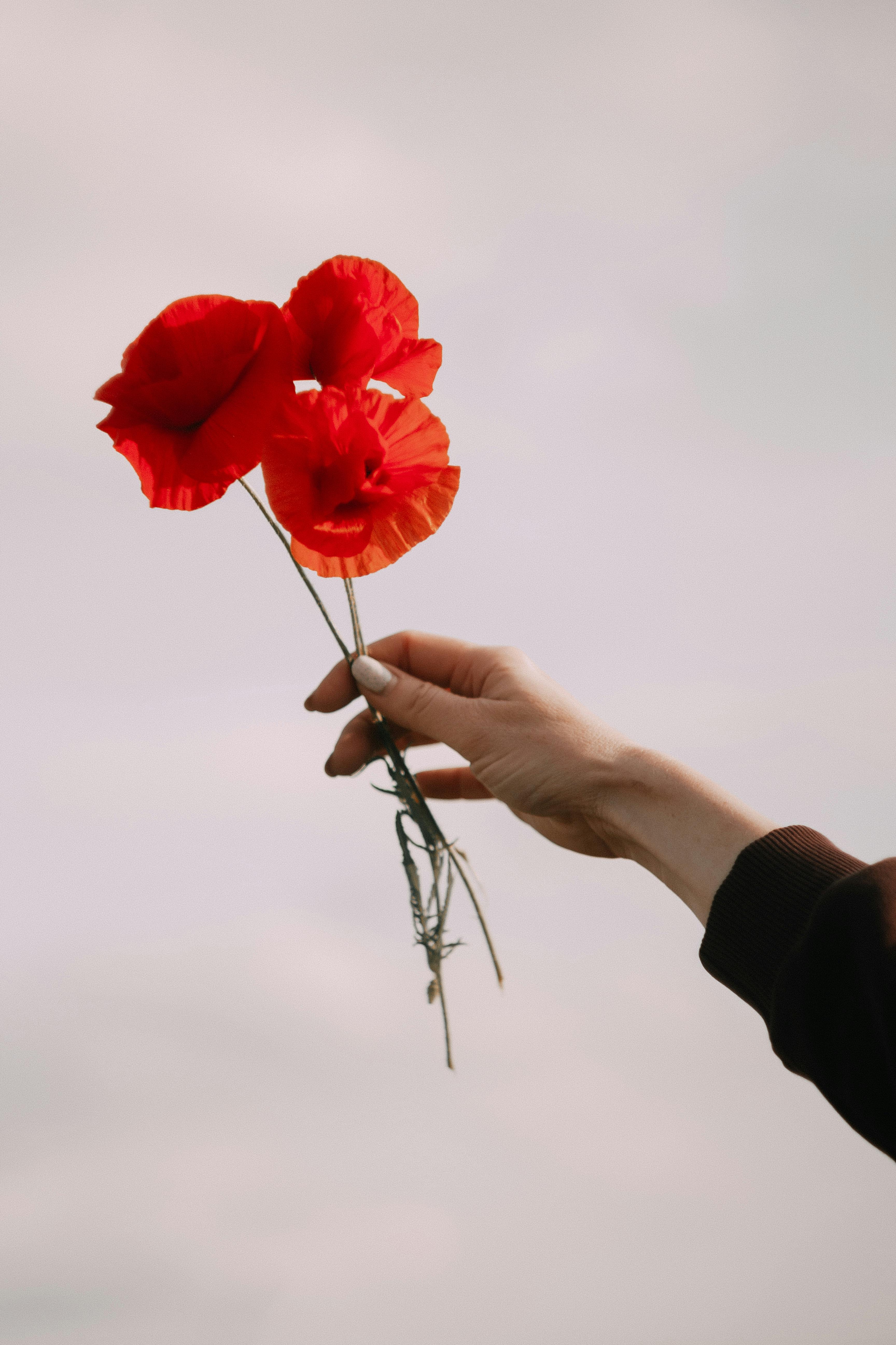 A close-up of a hand holding vibrant red poppy flowers against a soft sky backdrop.
