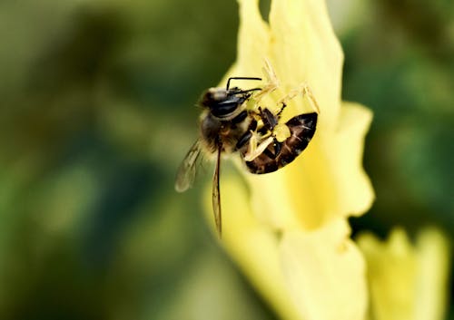 Free stock photo of bee, flower, pollen