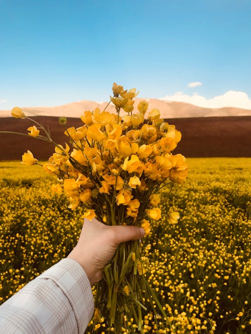Free Close-Up Shot of a Person Holding Blooming Yellow Flowers Stock Photo