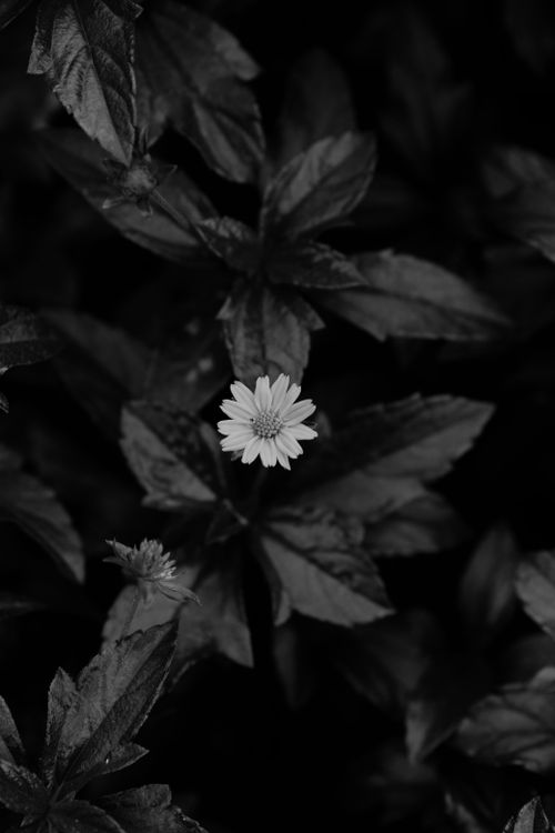 Free Monochrome close-up of a single bloom amid dark leaves in a grayscale palette. Stock Photo