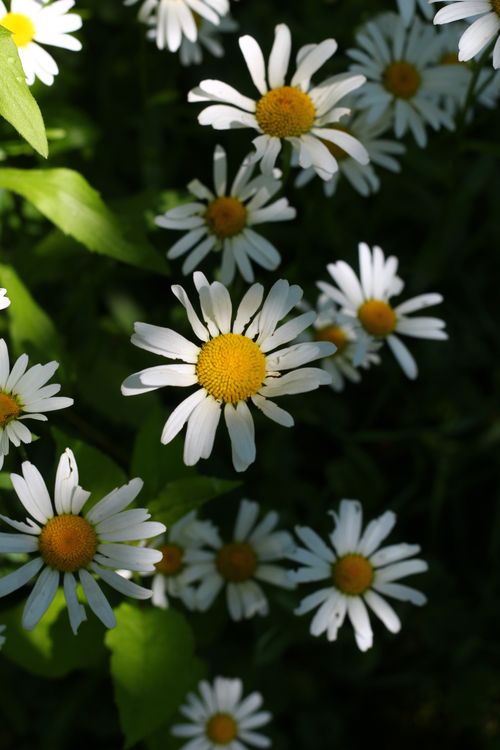 Free Vibrant white daisies with yellow centers blooming under sunlight in a lush green garden. Stock Photo