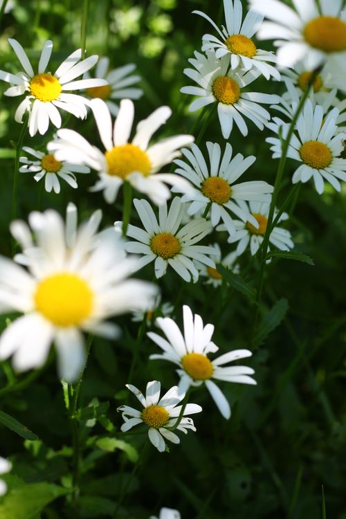 Free White daisies in full bloom under sunlight, showcasing vibrant petals and stems. Stock Photo