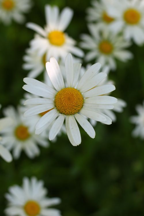 Free Beautifully detailed close-up of white daisies with blurred green background. Stock Photo