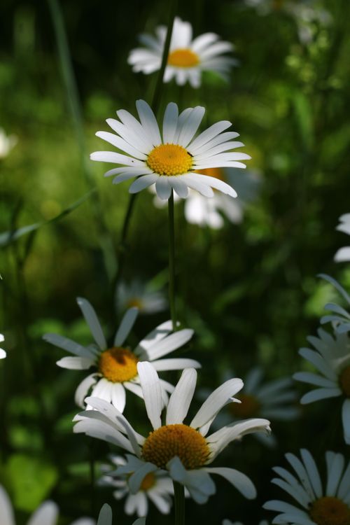 Free Vivid close-up of white daisies blooming in sunlight, highlighting petals and yellow centers. Stock Photo