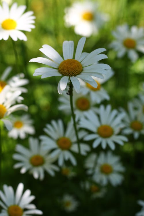 Foto stok gratis bagus, bunga kamomil, bunga putih