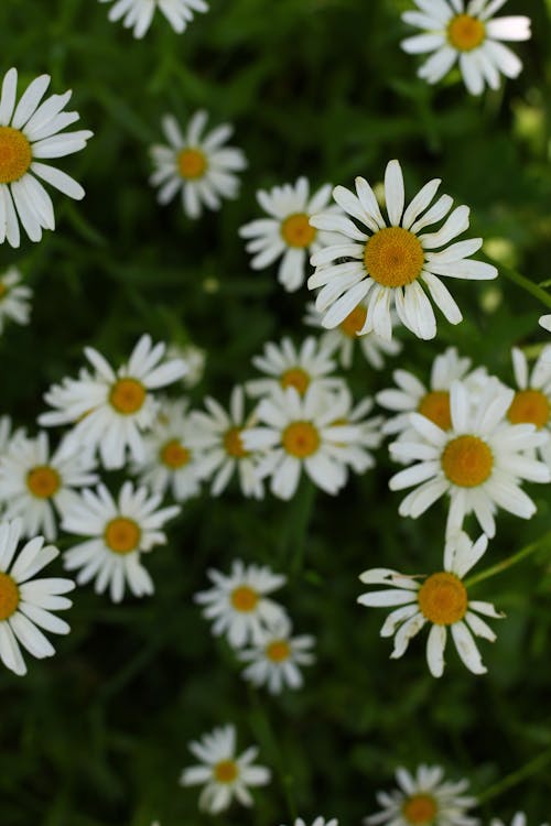 Fotobanka s bezplatnými fotkami na tému bežná sedmokráska, biele kvety, flóra