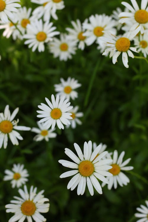 Fotobanka s bezplatnými fotkami na tému bežná sedmokráska, biele kvety, flóra