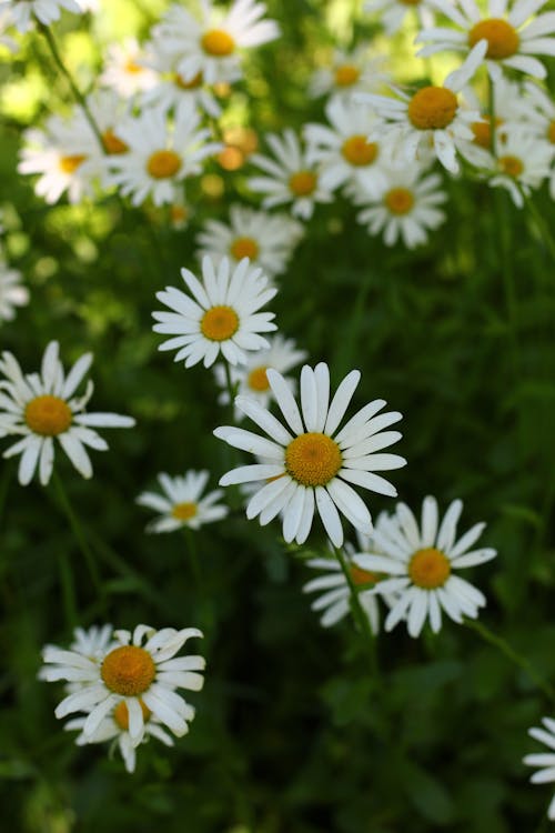 Gratis arkivbilde med flora, hvite blomster, nærbilde