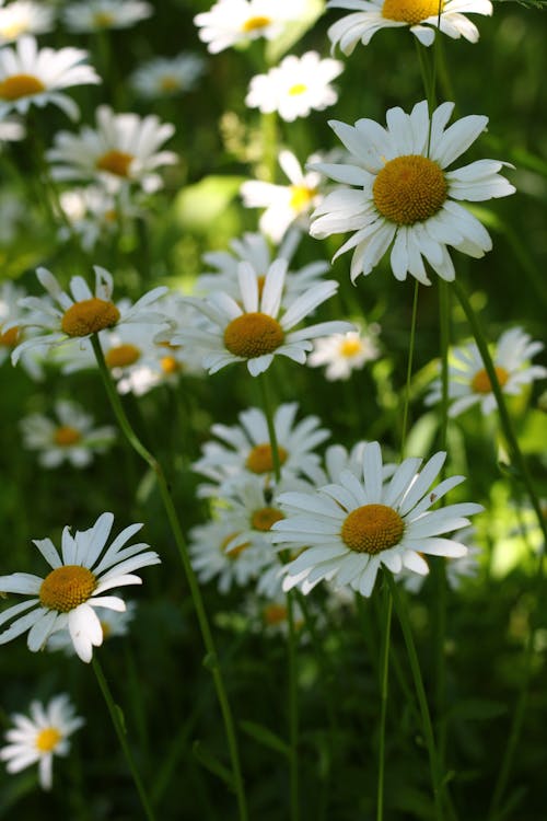 Gratis arkivbilde med flora, hvite blomster, nærbilde