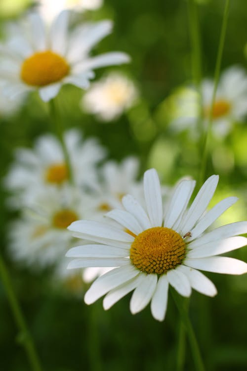 Gratis arkivbilde med dybdeskarphet, flora, grunt fokus