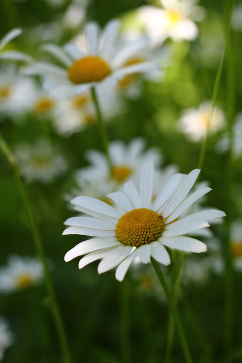 Free Beautiful close-up of daisies with a blurred green background, emphasizing natural beauty. Stock Photo