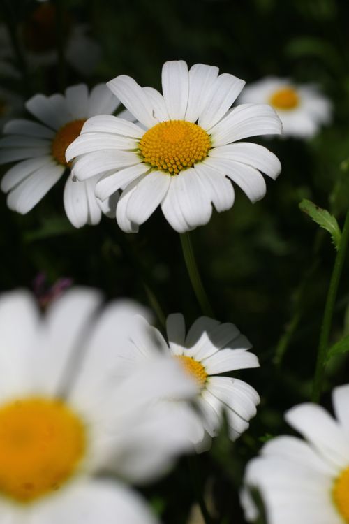 Free A vibrant close-up of blooming white daisies in sunlight, showcasing natural beauty and freshness. Stock Photo