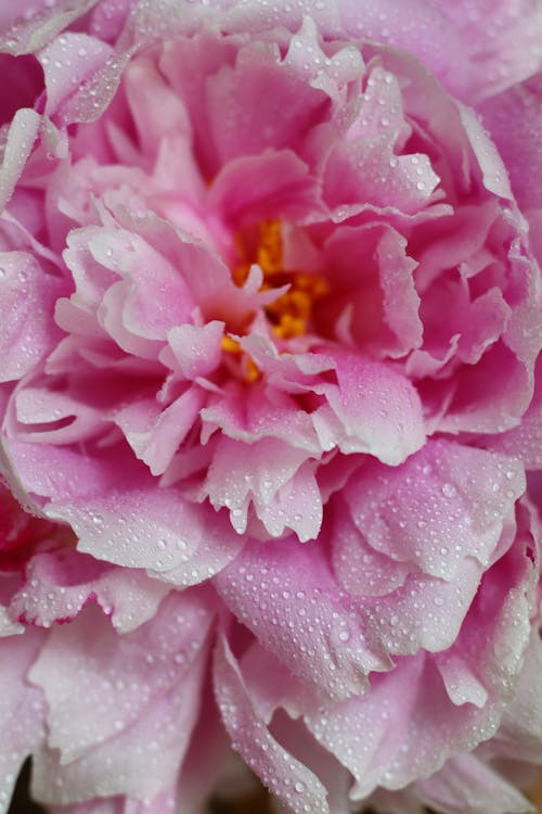 Foto d'estoc gratuïta de color pastís, flor, fotografia de flors