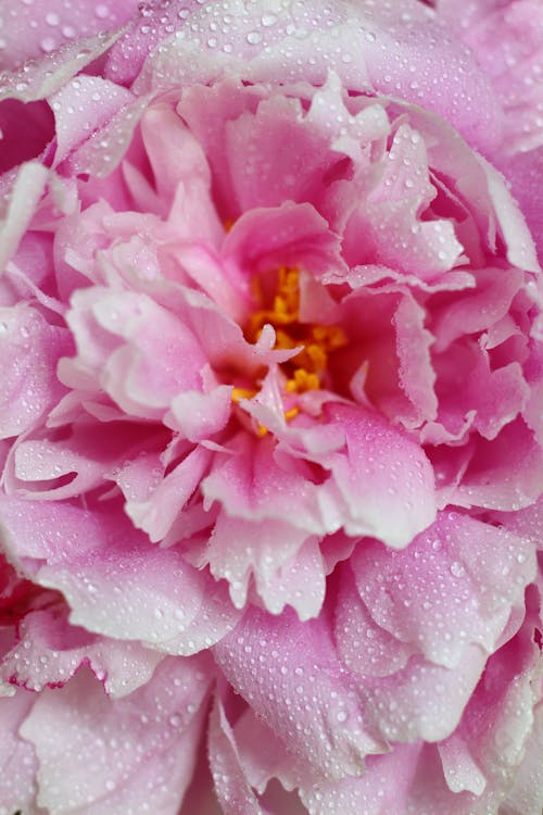 Close-Up Shot of Blooming Chinese Peony