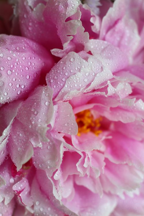 Free Detailed close-up of a pink peony covered in fresh dewdrops, evoking a fresh morning feel. Stock Photo