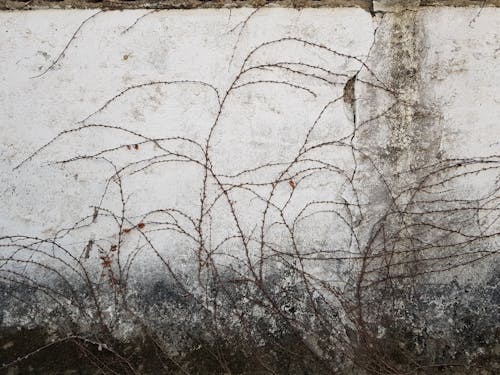 bezplatná Základová fotografie zdarma na téma betonová stěna, betonový plot, břečťan Základová fotografie