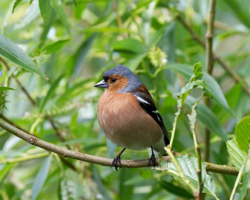 Free Close-up of a vibrant chaffinch bird perched on a branch amidst lush green foliage in Northern Ireland. Stock Photo
