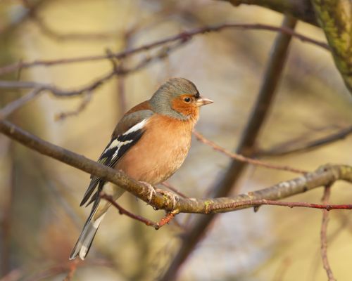 Free Close-up of a common chaffinch on a tree branch in spring with a blurred background. Stock Photo