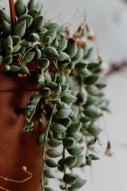Free Detailed shot of Curio radicans succulent draping over a clay pot indoors. Stock Photo