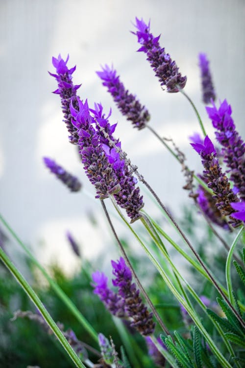 Foto d'estoc gratuïta de espígol, flor, flora