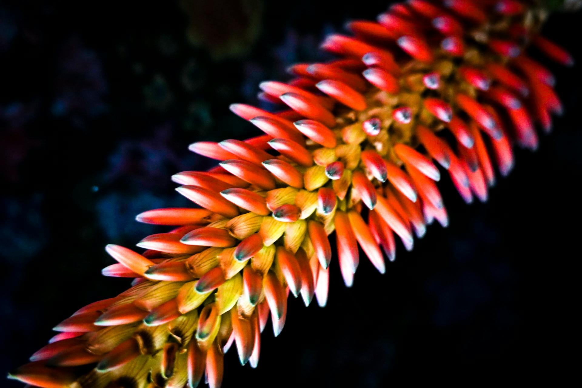 Close Shot of Bitter Aloe