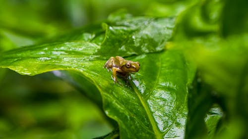 dendropsophus molitor, 両生類, 浅いフォーカスの無料の写真素材